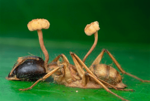 Zombie Ant Mushroom: An Insidious Fungus That Turns Ants Into Puppets! 3 Zombi Karinca Mantari3