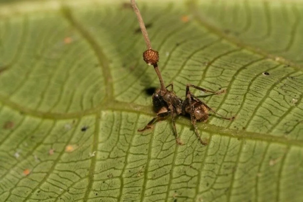 Zombie Ant Mushroom: An Insidious Fungus That Turns Ants Into Puppets! 9 Zombi Karinca Mantari6
