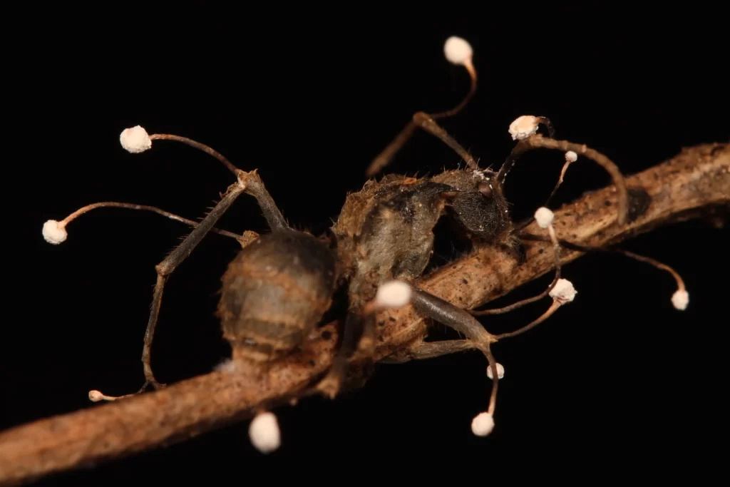 Zombie Ant Mushroom: An Insidious Fungus That Turns Ants Into Puppets! 7 Zombi Karinca Mantari7