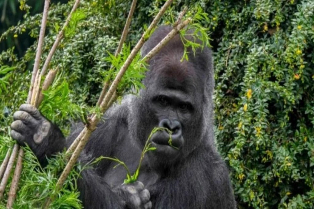 Gorillerin Kendini Tedavi Etme Yöntemleri