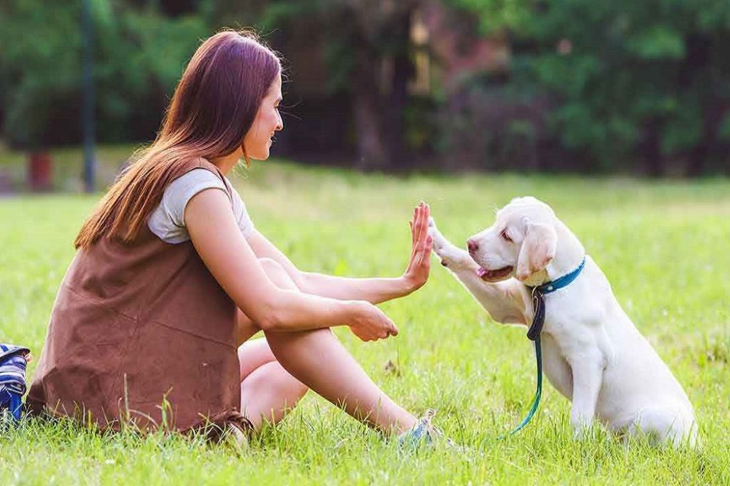 Bilim İnsanları Açıkladı Köpekler, Evrimde Yeni Bir Döneme Giriyor