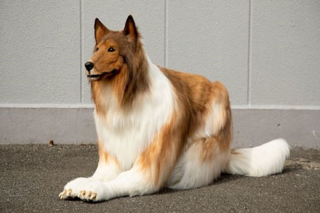 Ameliyatla Kendini Köpeğe Dönüştüren adam