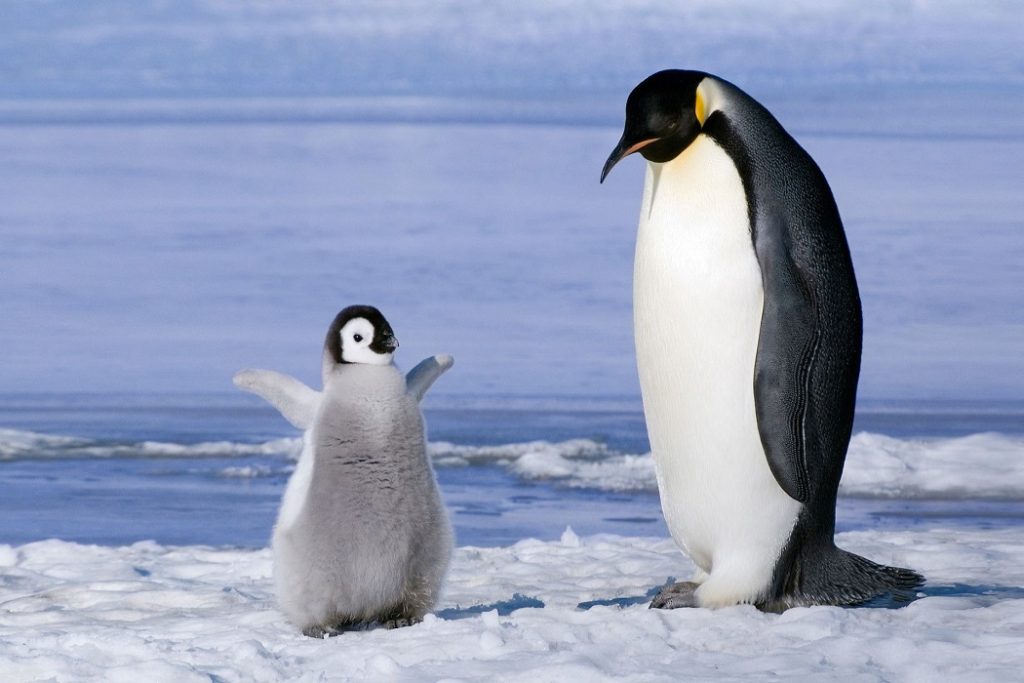 Gerçek Penguenlerin Nesli Yıllar Önce Tükenmiş