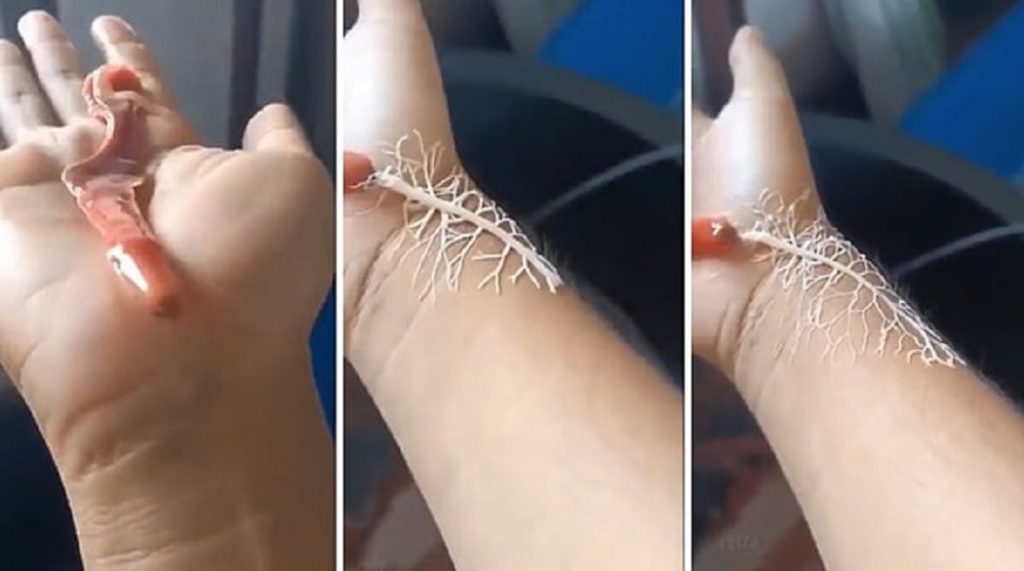 Ağzındaki hortumu adeta bir ağ gibi fırlatan hortum solucanı