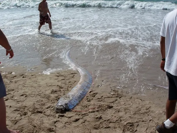 “Doomsday Fish” Washed Ashore: What Does the Fish Known as the Harbinger of Disaster Mean? 3 Kiyamet Gunu Baligi1