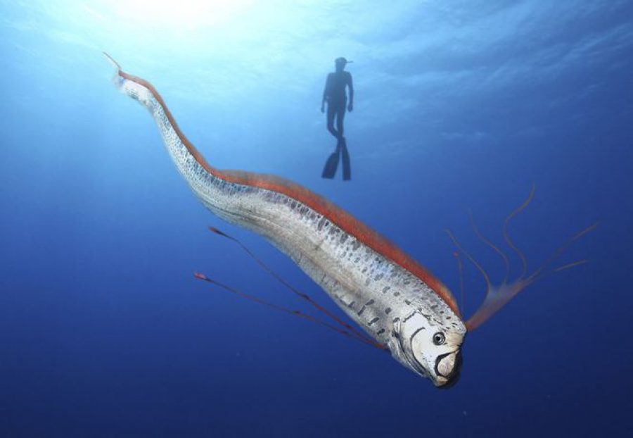 “Doomsday Fish” Washed Ashore: What Does the Fish Known as the Harbinger of Disaster Mean? 5 Kiyamet Gunu Baligi3