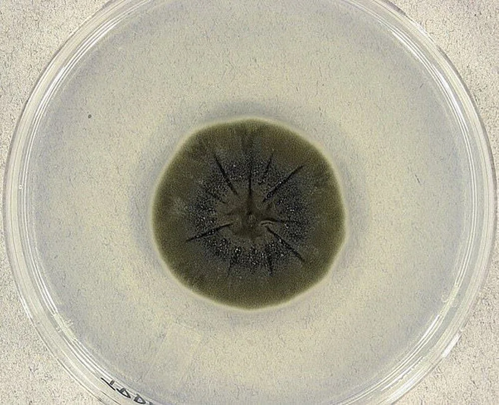 Fungus Feeding on Radiation Found in Chernobyl! Potential for Use in Space and Environmental Cleaning! 7 Cernobil mantari3