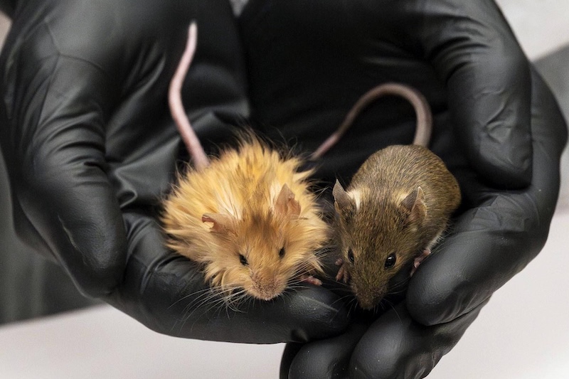 Revolution in the world of science: woolen mice produced! Are the mammoths that are extinct back? 5 Bilim Insanlari Mamutlari Geri Getirme Yolunda Yunlu Fareler Uretti2