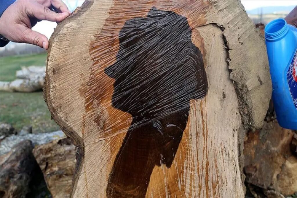 Ceviz Ağacının Hafızası Var mı? Fotoğraf Çeker mi? Dibinde Neden Oturulmaz?