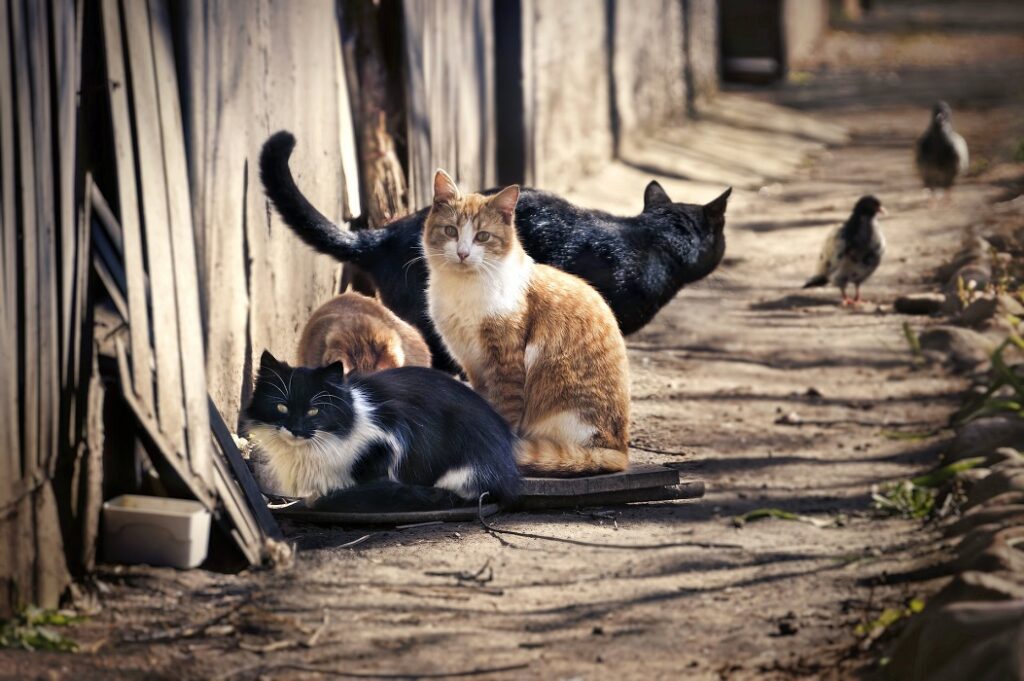 Türkiye’de neden bu kadar çok kedi var