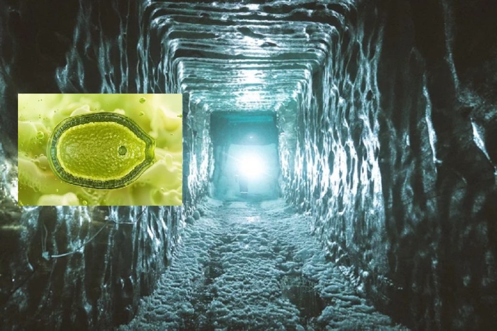 40 Bin Yıllık Donmuş Mikroplar Hayata Döndü: Bilim Dünyası Endişeli